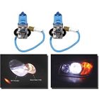 70-306341-1 Bulbs Super White Eckler
