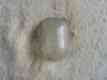 974934 Nos Chrysler Desoto Dodge - Plymouth Lens Licence Mopar 1940 Light