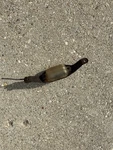 1968 69 70 71 72 Oldsmobile F85 442 Cutlass Rear License Plate Light Assembly Gm. Fixed Price $15.00.