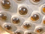 King Bee Foto-ray Amber Yel Glass Marble Reflector 5IN1940S Car Truck Rat Rods. Fixed Price $65.00.