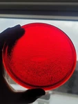 Red Belson Sun Lite Railroad Traffic Lamp Lantern Lens Look! Pyrex 5733A. Fixed Price $12.95.